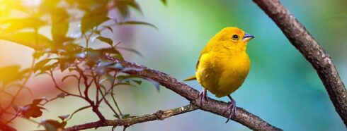 Lintujen tarkkailijoiden paratiisi: Teneriffan lintujen monimuotoisuuden paljastaminen