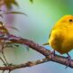 Lintujen tarkkailijoiden paratiisi: Teneriffan lintujen monimuotoisuuden paljastaminen