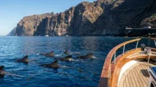 Valas- ja delfiinibongaus Teneriffalla, parhaat veneretket ja miten sinne pääsee autolla (2026)