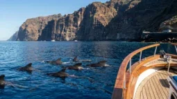 Valas- ja delfiinibongaus Teneriffalla, parhaat veneretket ja miten sinne pääsee autolla (2026)